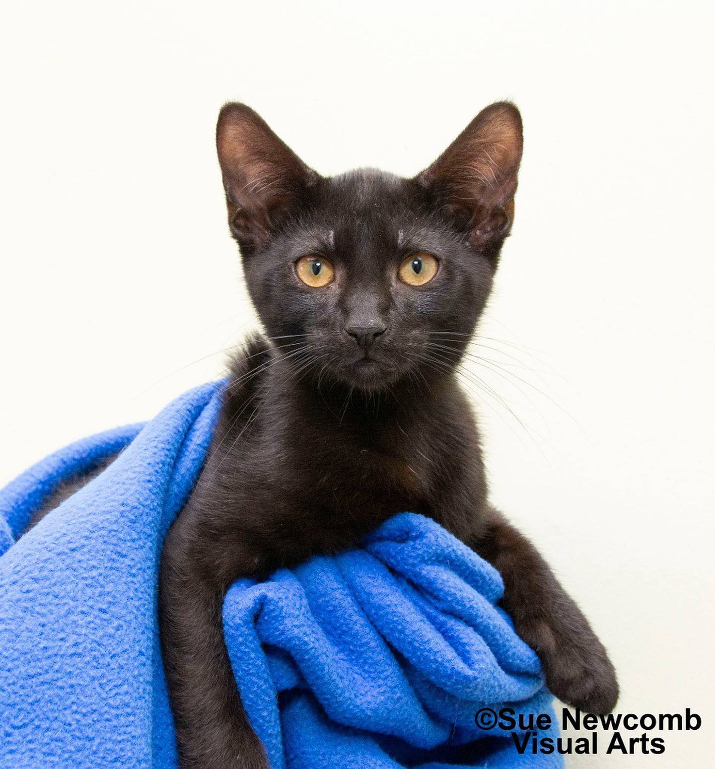 Marbles is an outgoing 6-month-old kitten who loves people. He will climb onto people for pets and rub against their legs. Marbles does well with other cats, playing and napping with them. He has also met children and done well with them, too. Contact the Will County Humane Society at willcountyhumane.com and follow the instructions for the adoption process.