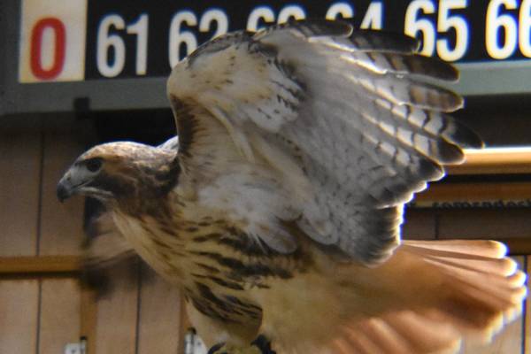 Rock Falls’ Flock to the Rock ’26 coming Feb. 7