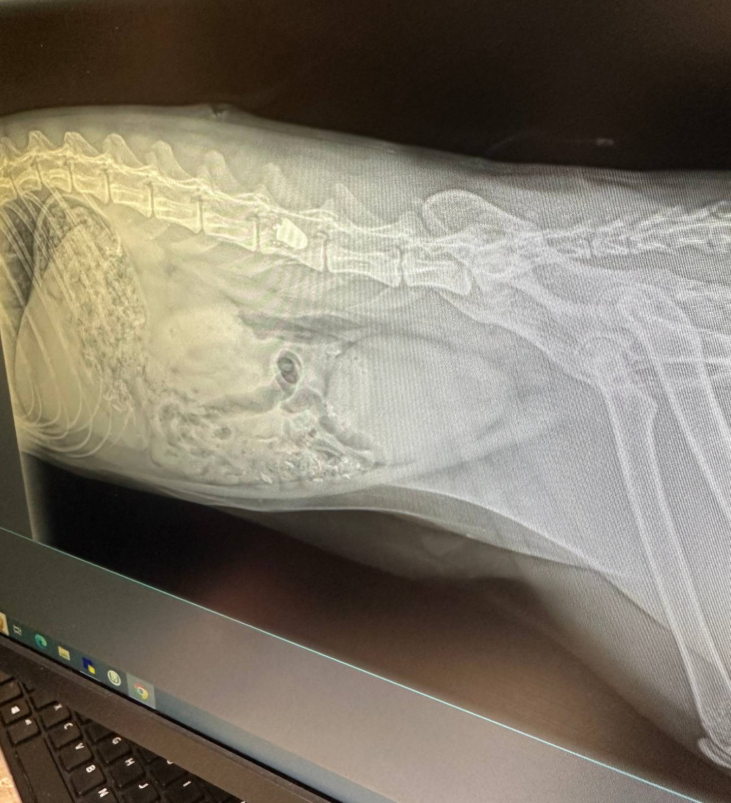 A 5-year-old cat named Timmy was shot Saturday morning, Nov. 9, 2024, in Crystal Lake. His owners want to know who did it and why. The bullet is still in his spine. is paralyzed from his injury.