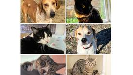 Will County Pets of the Week: Feb. 17, 2025