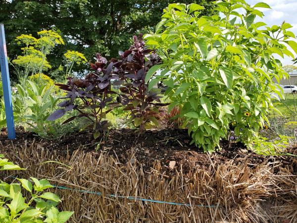 Down the Garden Path: Guest columnist series – Benefits of straw bale gardening