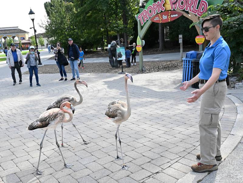 Weather permitting, the American flamingos at Brookfield Zoo will make a daily outdoor appearance at noon.