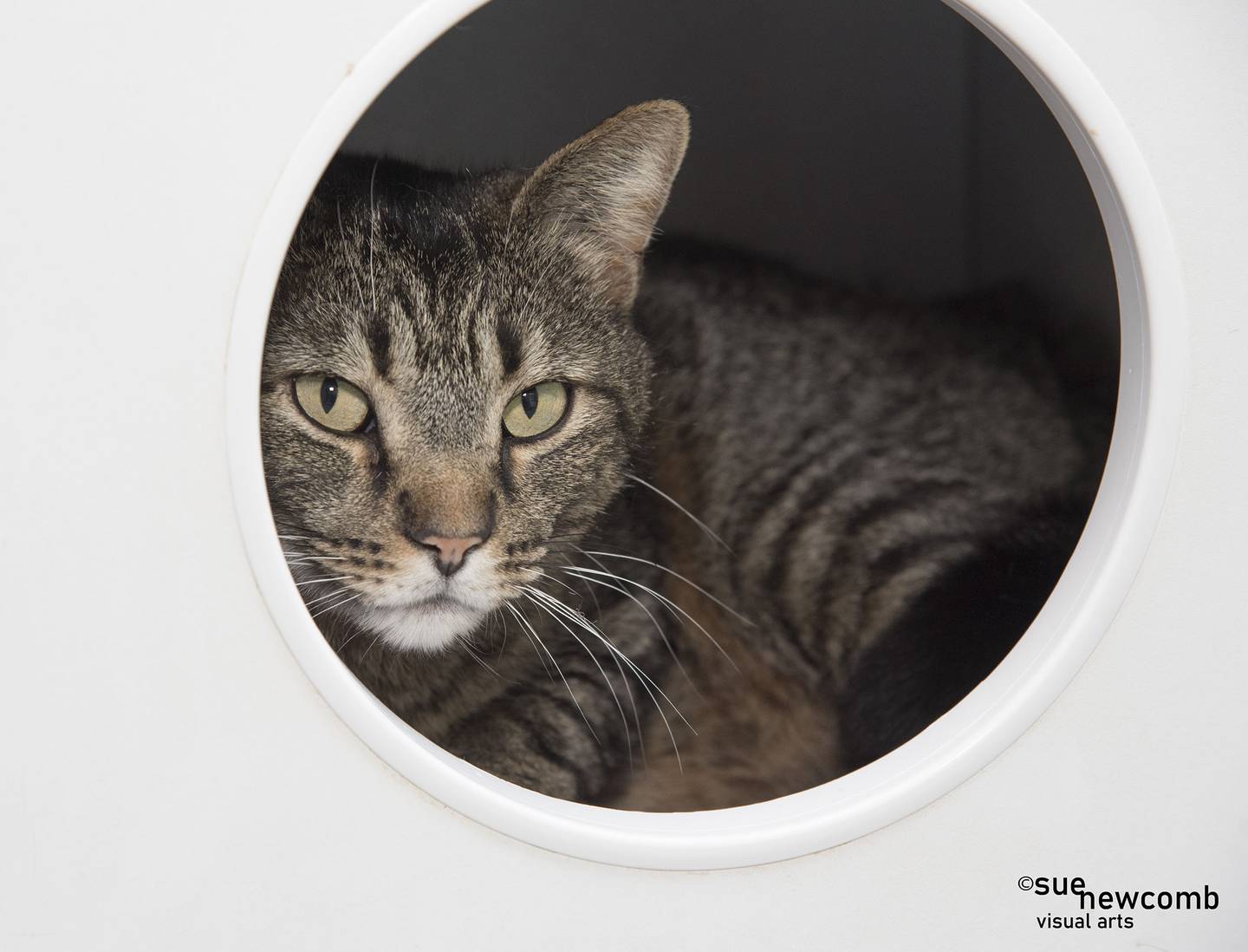 Fred is a domestic shorthair tabby who was found as a stray. He is a chill guy who enjoys napping and looking out the windows. Fred does not do well with other cats, so he needs to be a “one and only.” Contact the Will County Humane Society at willcountyhumane.com and follow the instructions for the adoption process.