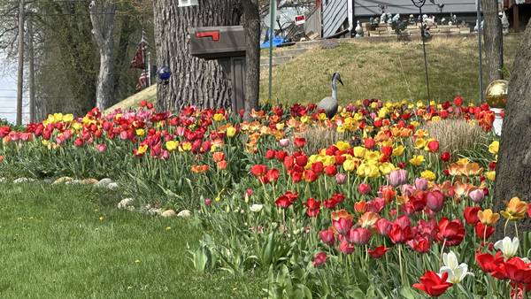 Photos: Spring Valley street corner explodes in annual tulip glory
