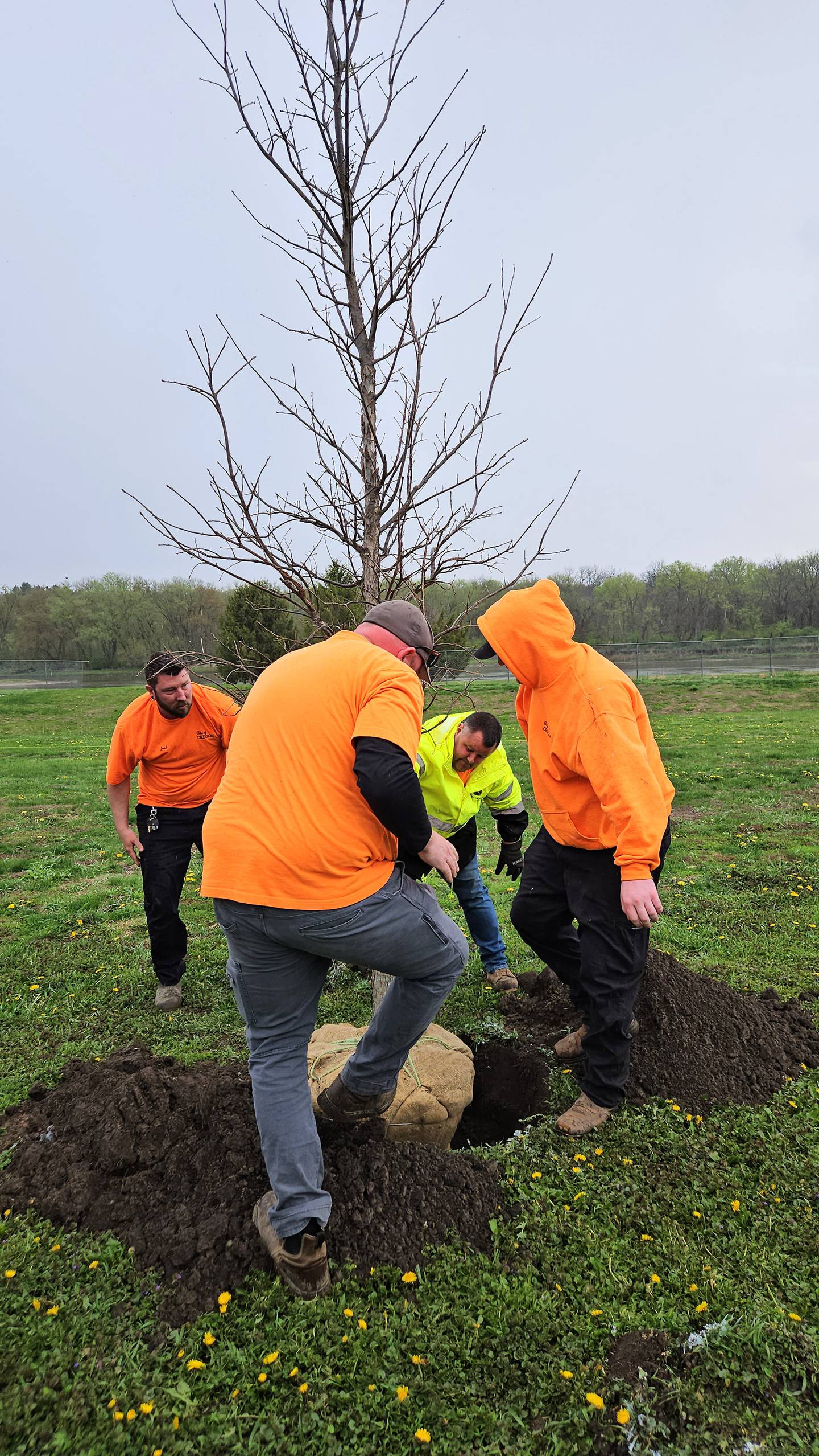 City of Oregon workers plant a tree at the City Dog Park on Friday, April 25, 2025. The tree will mature to a height over 40 feet tall and will provide a great shade canopy in the future.