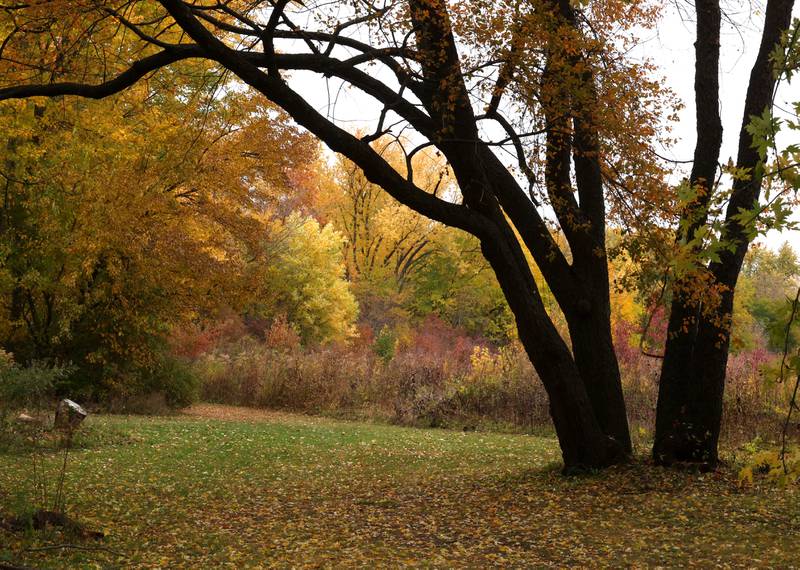 Colorful trees surround a hiking path Tuesday, Oct. 22, 2024, at Sycamore Forest Preserve.