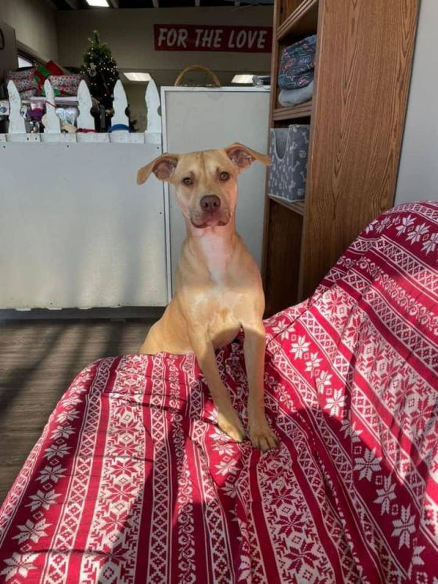 Johann is 8 months old and was rescued from a high kill shelter in the South. She is pure love and sweetness. To meet Johann, contact Hopeful Tails Animal Rescue at hopefultailsadoptions@outlook.com. Visit hopefultailsanimalrescue.org.