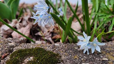 Down the Garden Path: Unseasonable weather makes for early plant arrivals