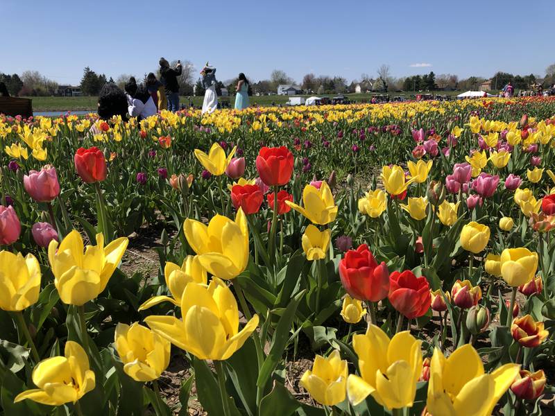 Those attending the spring tulip festival at Richardson Adventure Farm near Spring Grove are encouraged to walk amongst and take photos in the flowers, said Robert Richardson on Sunday, April 21, 2024.