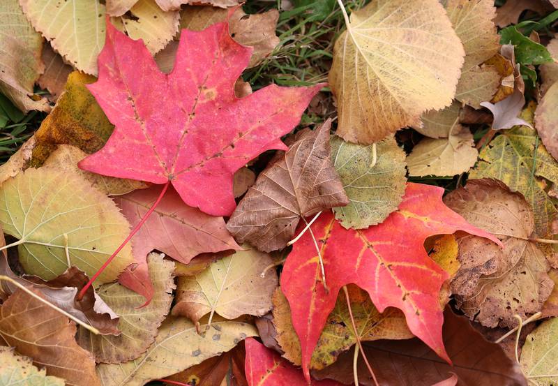 Colorful fall leaves cover the ground Monday, Oct. 17, 2022, on the campus of Northern Illinois University in DeKalb.