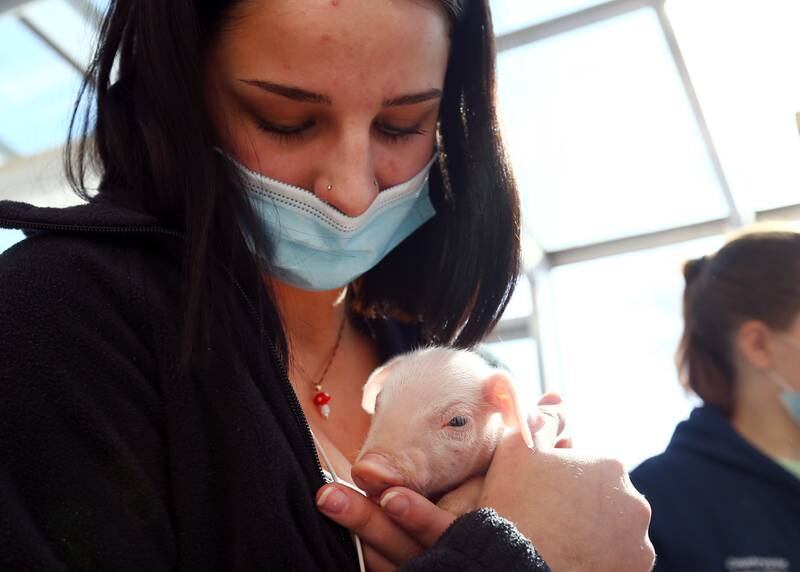 Jenna Simons, a student at Streator High School, holds a newborn baby piglet that was less than a week old during theThink Oink project on Tuesday Jan. 25, 2022.
