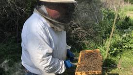 Register by Wednesday for Will County beekeeping workshop