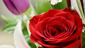 Down the Garden Path: Guest columnist series--Help your Valentine’s flowers last longer