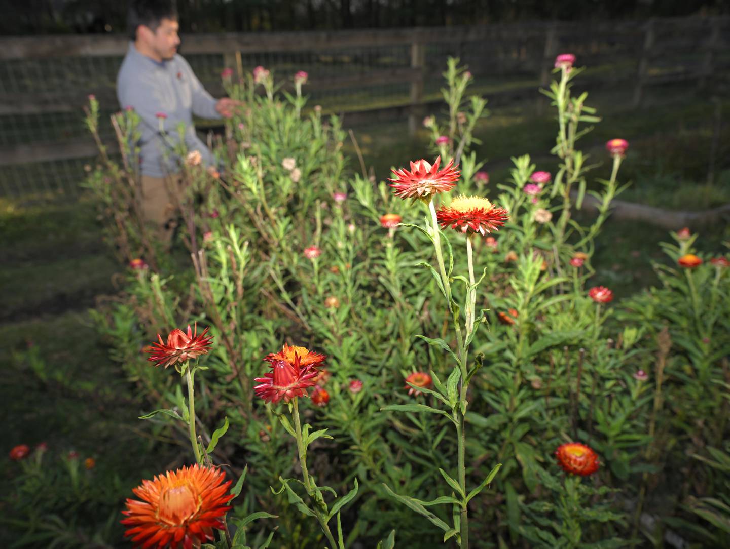 Chris Yamamoto owns a pick-your-own flower farm in Barrington Hills and wants the village to change zoning laws to allow him to continue to operate.