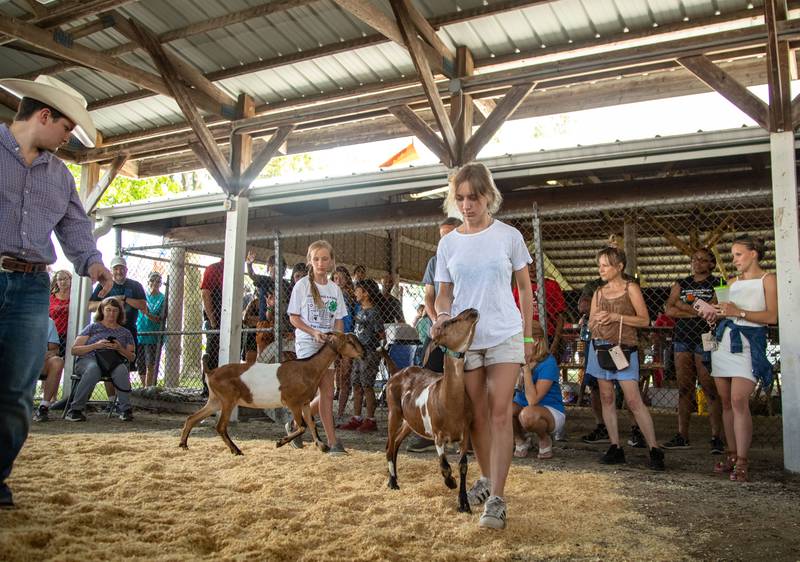 Lucy, 16, (right) and Pepper, 11, (left) Rozylowicz of Wheaton present goats in the DuPage County Fair's 4-H Show in the Animal Barns at the DuPage Event Center & Fairgrounds on Saturday, July 30, 2022.