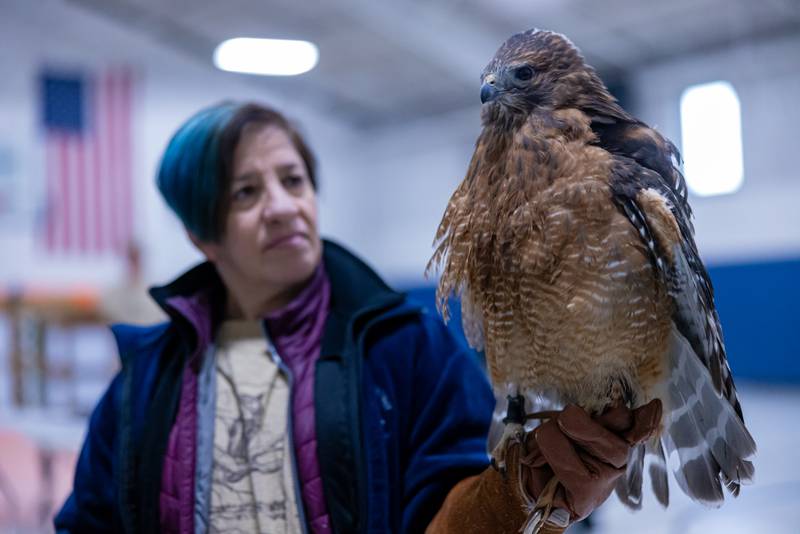 Laura Sviatko presents a Red Shouldered Hawk during a wildlife presentation on January 24, 2026 at Utica Village Hall.