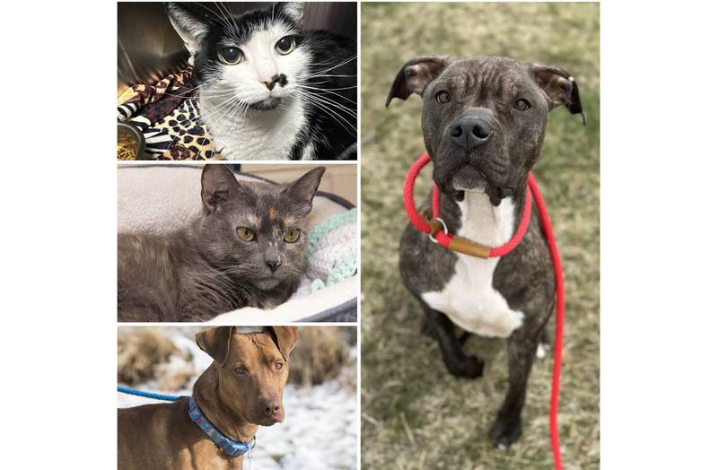 The Herald-News presents this week’s Pets of the Week. Read the description of each pet to find out about that pet, including where it can be adopted.