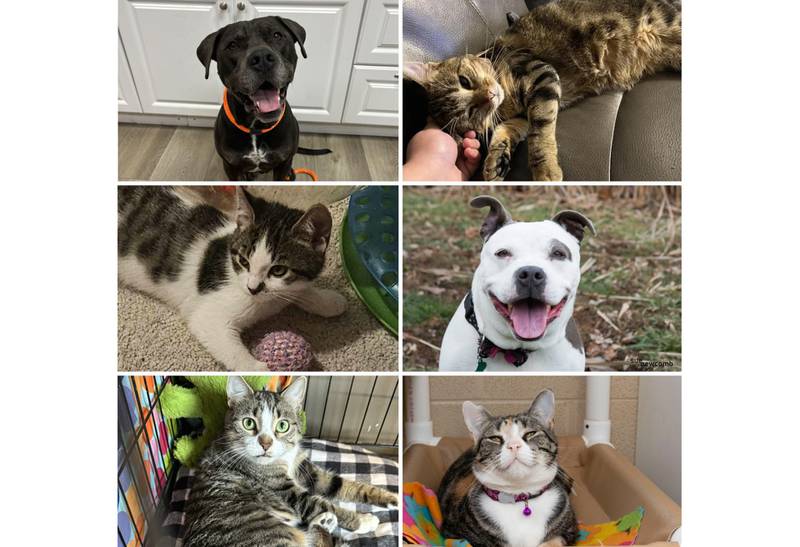 Send Pets of the Week submissions to news@theherald-news.com. Photos should be in .jpg file format, 200 dpi and sent as email attachments. Submissions are subject to editing for length, style and grammar, and run as space is available.