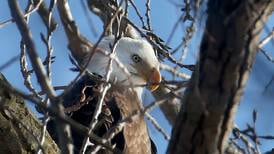 Signs winter has taken hold on the Illinois River: Frozen waters, bald eagles