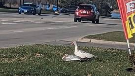 Ducks oddly found along Route 120 in Lakemoor have been rescued