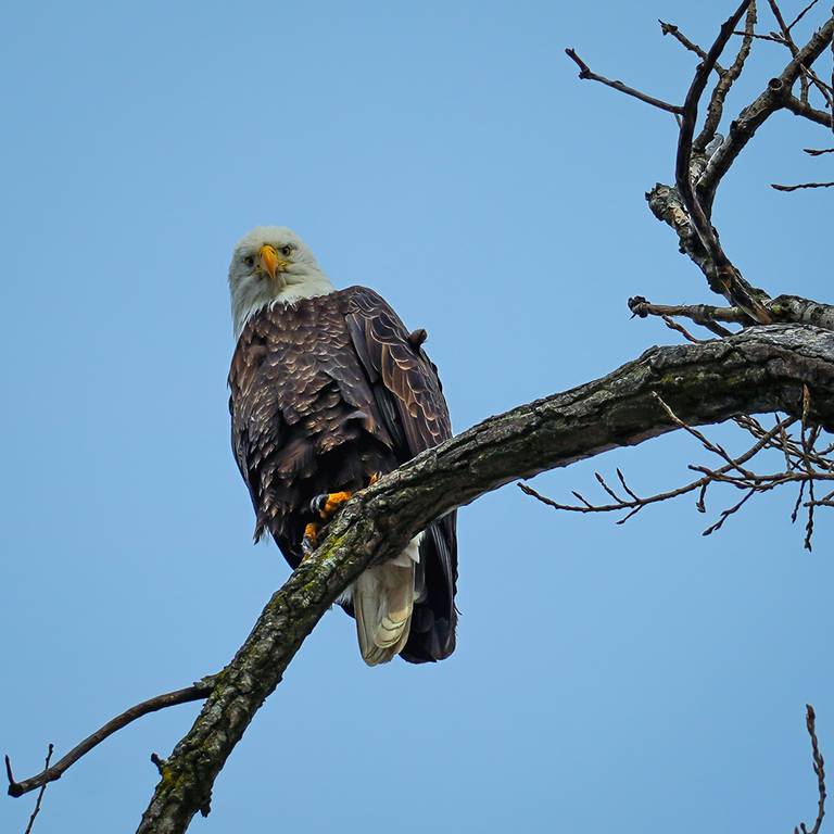 Phil Hoggstrom of Lakewood, who enjoys birdwatching during the winter, spotted a pair of eagles at Main Beach in Crystal Lake on Jan. 2, 2023.