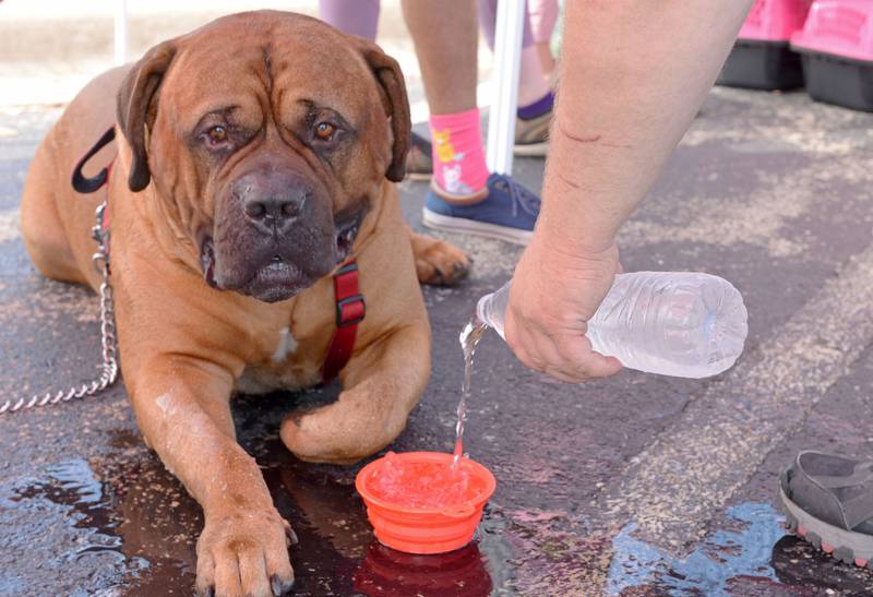 Be sure to keep pets off of asphalt and concrete on hot days and keeping bowls of frequently changed cool, clean water also help keep the temperature manageable and water parasites at bay.