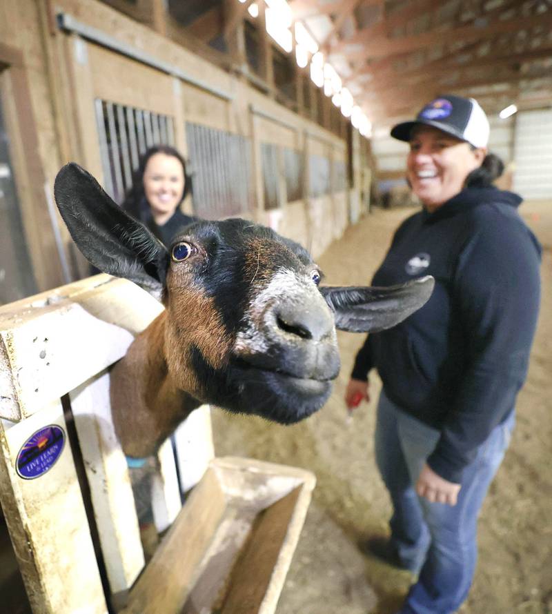 A goat gets ready for a nail trim as Didi Dowling, owner and executive director of Live, Learn and Lead, (right) and Cathy Best, executive director of programs, look on Friday, March 31, 2023, at their barn in Hampshire.
