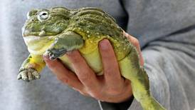 Starved Rock hosts live reptile and amphibian program for families