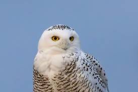 McHenry’s snowy owl gets a musical coda: Where you can hear a song inspired by the bird