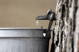 5 Things to Do: Maple Sugaring in Oswego, live comedy in Sandwich this weekend 