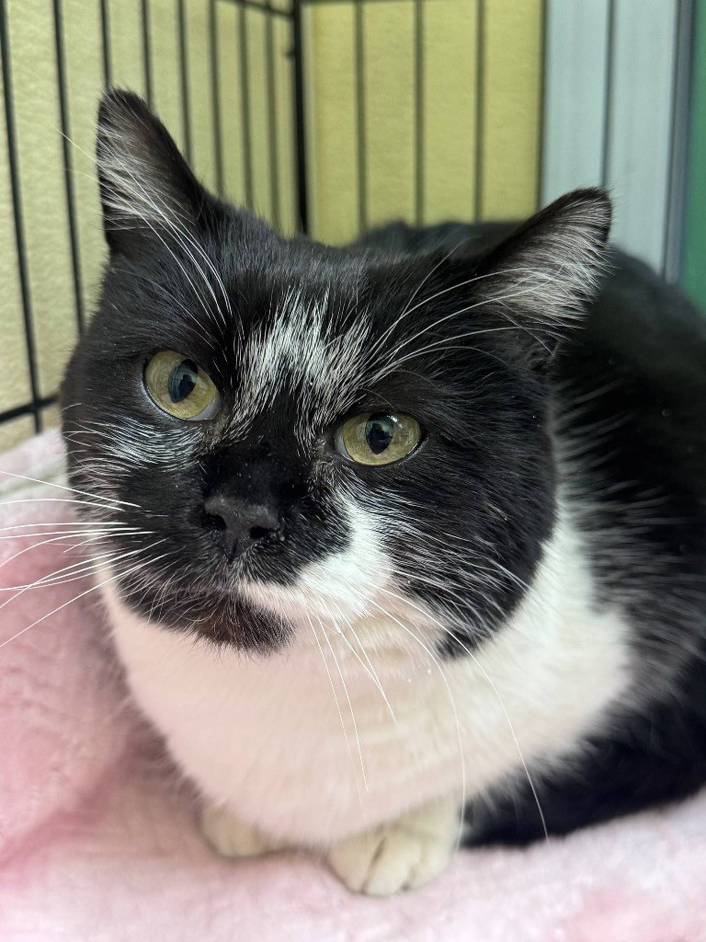 Pebbles is a 2-year-old domestic shorthair that needs a cozy and chill home to call her own. She’s a bit timid at first but loves cheek rubs and pets, She is very nervous about being picked up or held. Pebbles is laid-back at the shelter, mostly enjoying comfy beds and watching people and the other cats. So far she prefers to keep to herself around the other cats, but doesn’t appear to mind independent, friendly cat roommates. Contact the Will County Humane Society at willcountyhumane.com and follow the instructions for the adoption process.