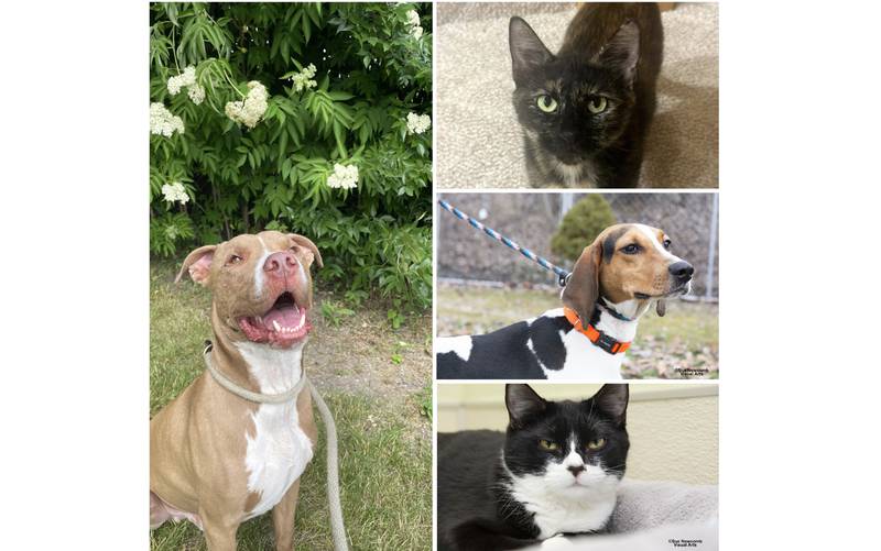 The Herald-News presents this week’s Pets of the Week. Read the description of each pet to find out about it, including where it can be adopted in Will County.