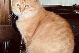 Pet of the Week: March 5, 2025