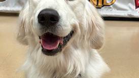 Willie, the service comfort dog, is new hire at New Lenox fire district 