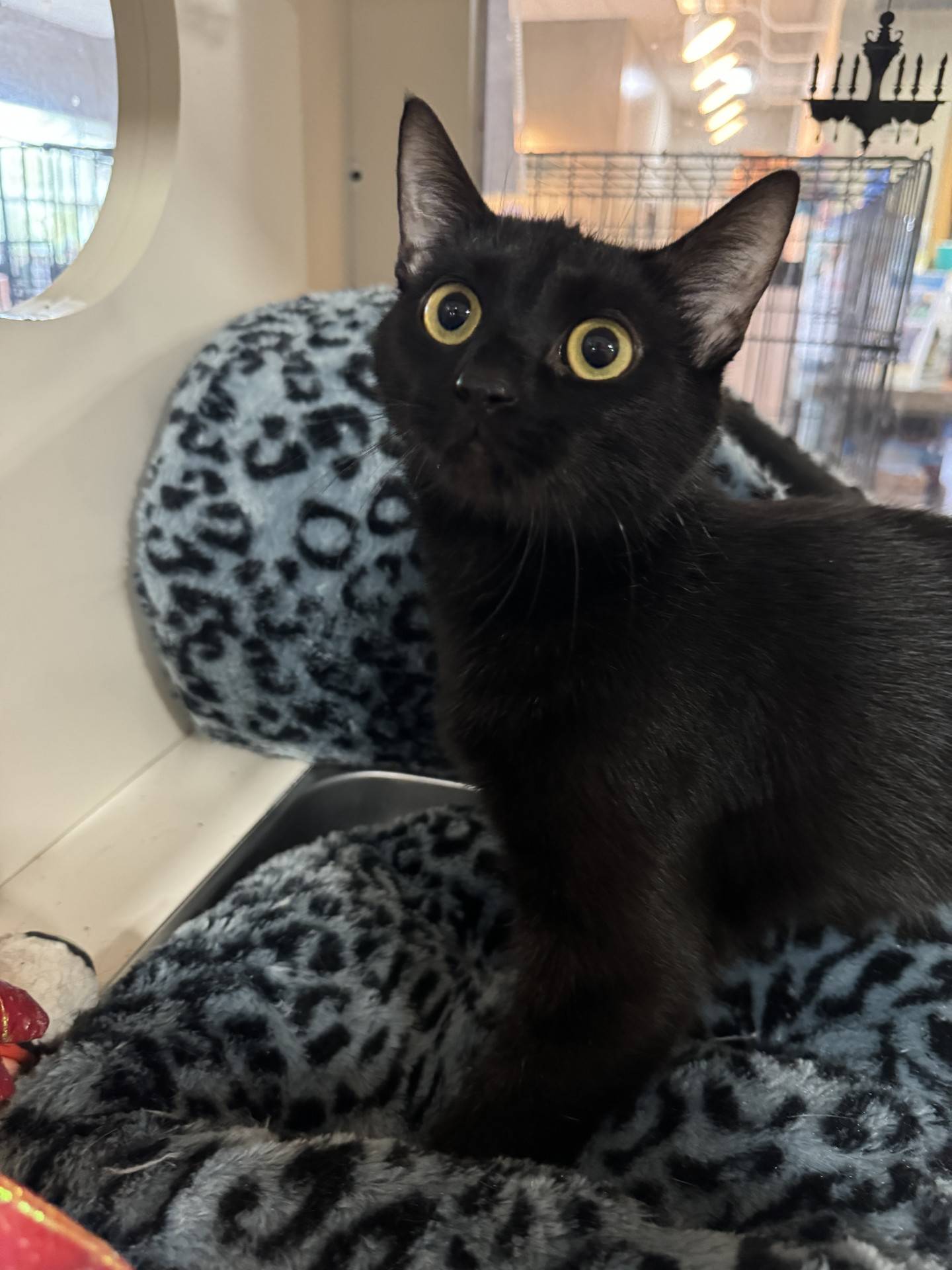 Critter was rescued from a local animal control and needs a safe and loving forever home. She spends much of her day at NAWS snuggled in her kitty “cave” bed, but she loves attention. Once she trusts someone, Critter loves to be loved with head scratches and pets down her back. With a little time to adjust to a new home, Critter will be a fun and loving companion. To meet Critter, email Catadoptions@nawsus.org. Visit nawsus.org.