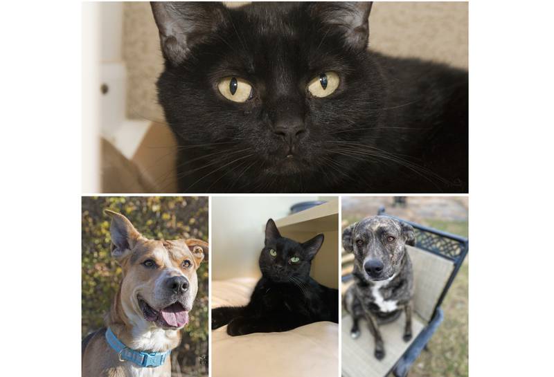 The Herald-News presents this week’s Pets of the Week. Read the description of each pet to find out about that pet, including where he or she can be adopted.