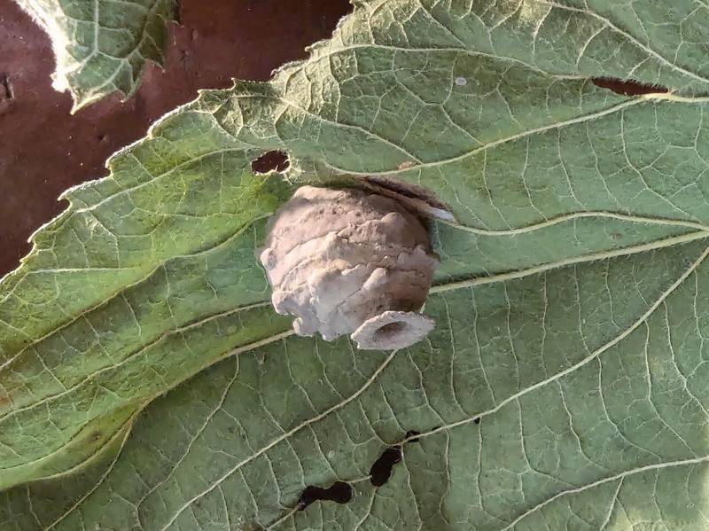 This earthen pot, smaller than a dime, is the work of a Eumenes potter wasp. The open hole indicates this nest is empty; a nest with an egg inside will be sealed at the lip and should be left in place.