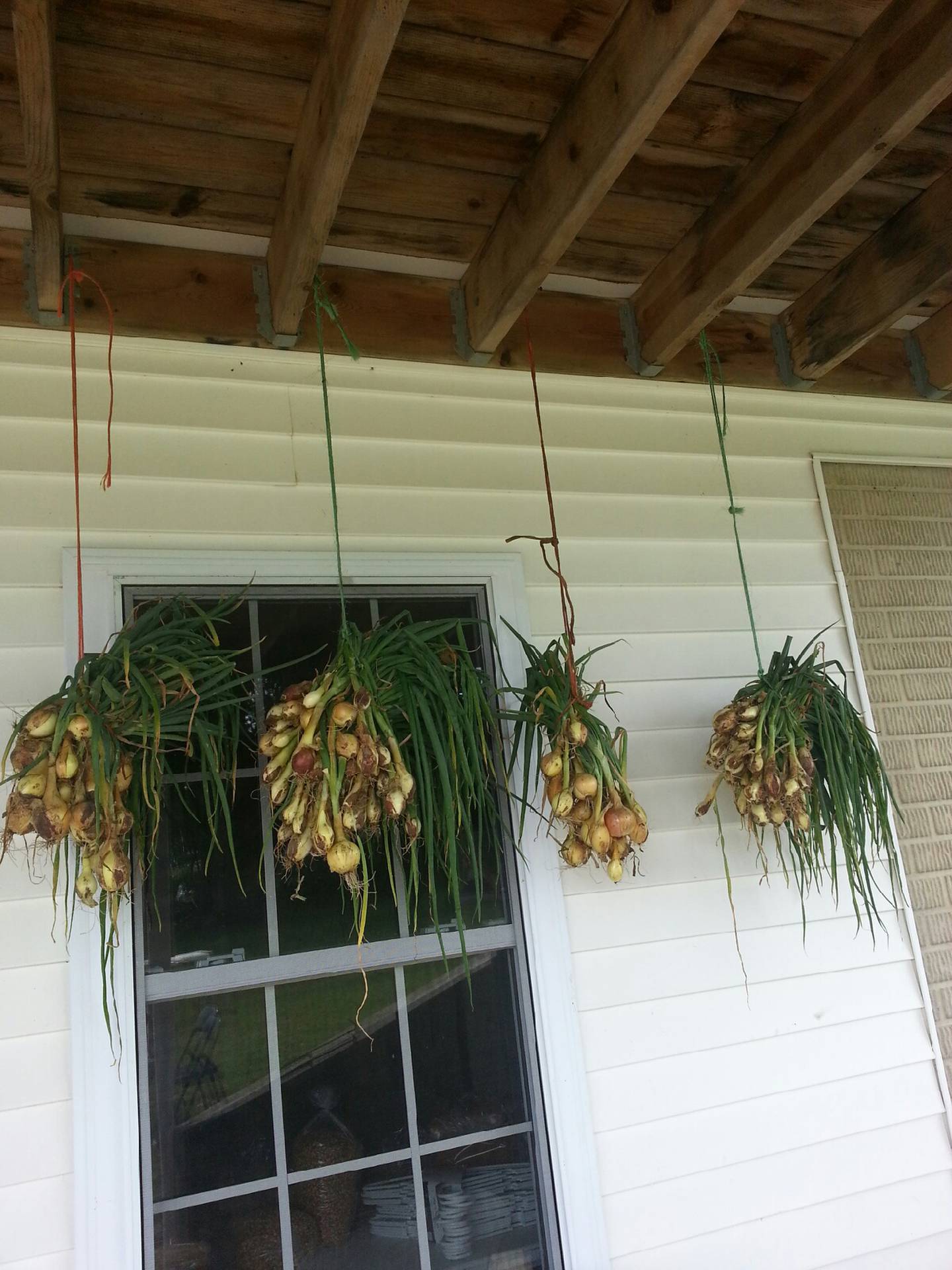 Onion sets dry under the porch.