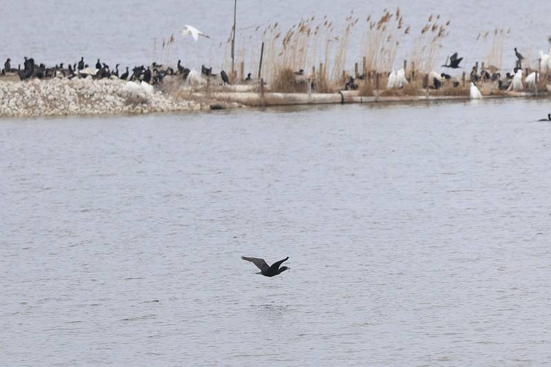 A heron flys over the water at the Lake Renwick Heron Rookery Nature Preserve in Plainfield on Thursday, March 26, 2026.