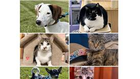 Will County Pets of the Week: Nov. 17, 2025