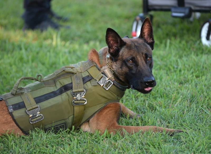 One of the Ogle County Sheriff's Department's K-9s chills in the grass during the National Night Out event in Byron on Tuesday, Aug. 5, 2025. A fundraiser for the K-9 division is planned for September.
