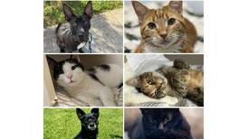 Will County Pets of the Week: Dec. 1, 2025 