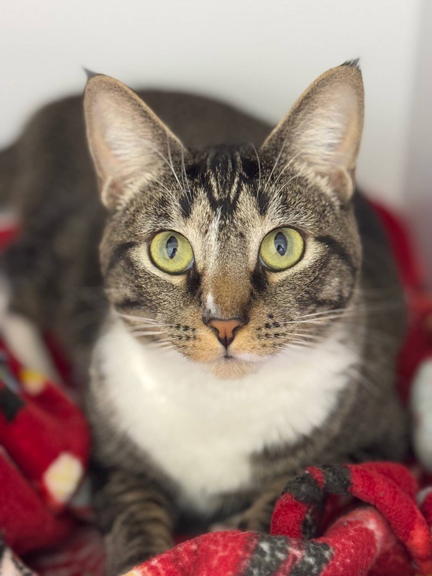 Annabelle is a sweet 2-year-old tabby who was surrendered to the humane society due to allergies in the home. She is shy at first but warms up to pets and love. She previously lived with another cat and seems to prefer independent cats. Annabelle was previously treated for Feline Infectious Peritonitis in her past home and is doing well. Contact the Will County Humane Society at willcountyhumane.com and follow the instructions for the adoption process.