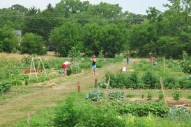 Calling all Green Thumbs: St. Charles Park District garden plots available for rent