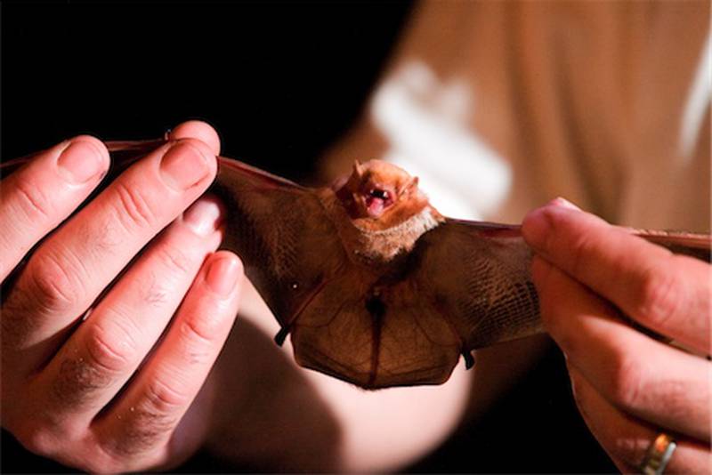 Bats are a part of the ecosystem and aren’t normally a nuisance. Bats can be a carrier of rabies and create problems when they get into homes.
