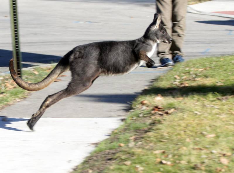 A wallaroo jumps along a sidewalk Dec. 2 at Third and Schuyler streets in Peru.