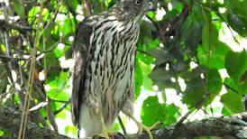 Good Natured in St. Charles: Cooper’s hawks a wild child-rearing primer
