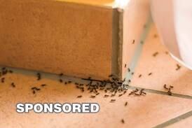 Natural Ways to Get Rid of Ants
