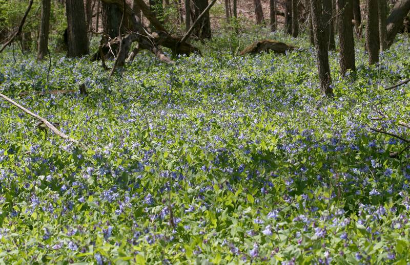 Tens of thousands of Virgina bluebells bloom on the trailhead to Illinois Canyon on Tuesday, April 22, 2025 at Starved Rock State Park.