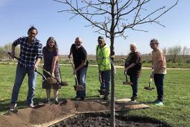 Kirkland residents dream of tree city: Tree removal frustration grows into shared group with hopes for a greener community